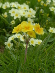 FZ004561 Yellow flower Primrose.jpg